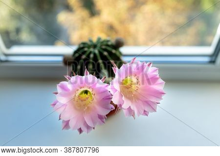 Echinopsis Flowering. The Echinopsis Cactus Blooms With Two Flowers At The Same Time. Home Decoratio