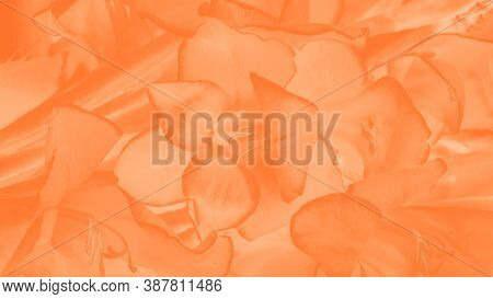 Trendy Color Amberglow Gradient Background. Gladiolus Flower Pattern, Panorama