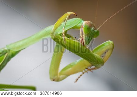 A Female Chinese Mantis (tenodera Sinensis) Resembles The Grim Reaper Cleaning Its Scythe. Good For 