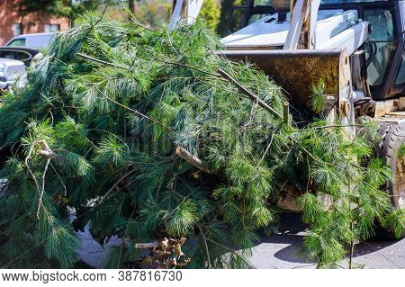 Landscapers In The Municipal Utilities Clean Up In The Remove Tree Branches