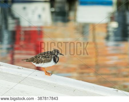 Bird Turnstone Arenaria Interpes Perched On A Boat Oputdoors With Sunlight