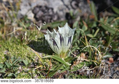 Arctic Gentian (gentiana Algida) Wildflower In Beartooth Mountains, Montana