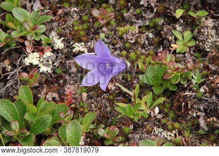 Mountain Harebell (campanula Lasiocarpa) Purple Wildflower In Denali National Park & Preserve, Alask