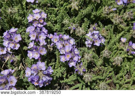 Sky Pilot (polemonium Viscosum) Purple Wildflowers In Beartooth Mountains, Montana