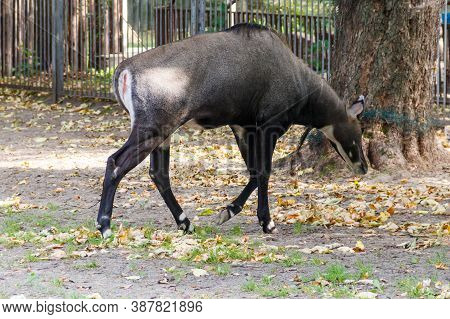 Antelope Nilgai Or Blue Bull (boselaphus Tragocamelus)