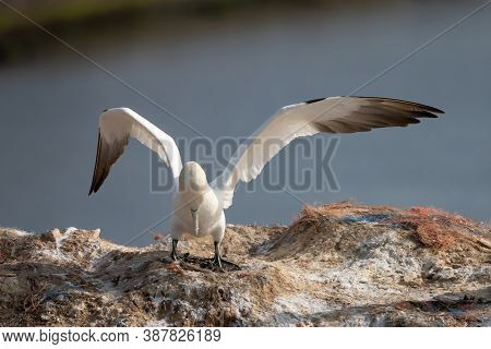 Northern Gannet With Spreadout Wings Landing In A Breeding Colony At Cliffs Of Helgoland Island, Ger