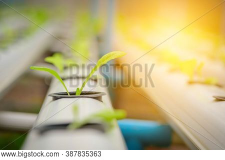 Organic Hydroponic Farming. Vegetables Are Growing In Greenhouse For Export To The Market. Interior 
