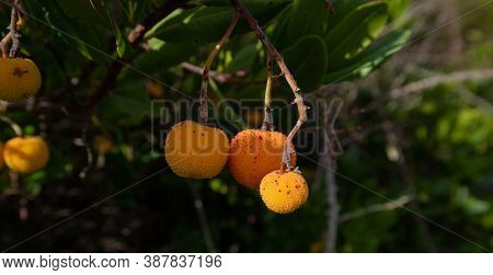 Ripe Wild Strawberry Tree Ready For Harvest, Narcao , South Sardinia