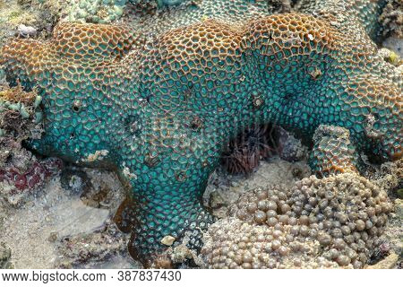 This Is A Green Favia Coral With Bright Red And Pink Eyes