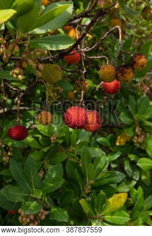 Ripe Wild Strawberry Tree Ready For Harvest, Narcao , South Sardinia