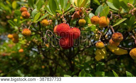 Ripe Wild Strawberry Tree Ready For Harvest, Narcao , South Sardinia