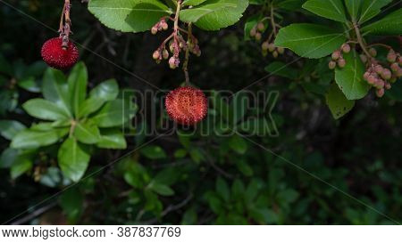 Ripe Wild Strawberry Tree Ready For Harvest, Narcao , South Sardinia