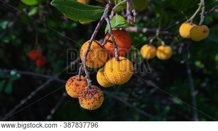 Ripe Wild Strawberry Tree Ready For Harvest, Narcao , South Sardinia