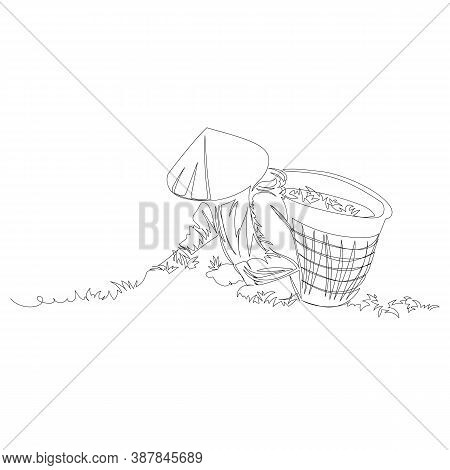 Tea Picker. Vector Vector & Photo (Free Trial) | Bigstock