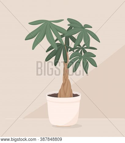 Vector Trendy Illustration Of Home Plant In A Pot. Money Bonsai Or Pachira Aquatica. Wooden Trunk An
