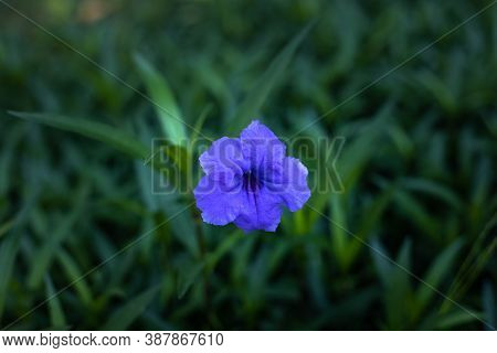 Close Up Of Ruellia Simplex In Tropical Garden. Mexican Petunia, Mexican Bluebell Or Britton's Wild 