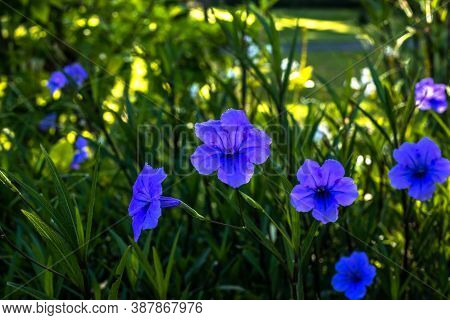 Close Up Of Ruellia Simplex In Tropical Garden. Mexican Petunia, Mexican Bluebell Or Britton's Wild 