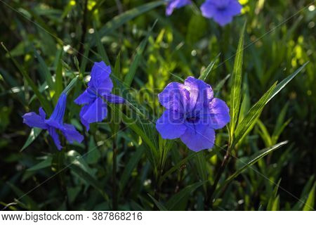 Close Up Of Ruellia Simplex In Tropical Garden. Mexican Petunia, Mexican Bluebell Or Britton's Wild 