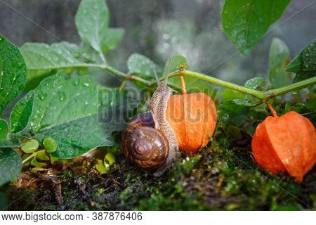 Large Brown Snail Crawling On A Branch With Leaves And Orange Physalis Berries With Green Moss Close