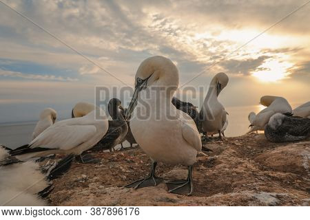 Animal In The Wild. 
Northern Gannet On A Rock In A Colony At Sunset. Portrait Of A Northern Gannet 