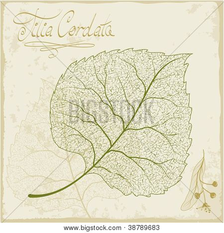 Scheletro di foglia di tiglio. Vector.