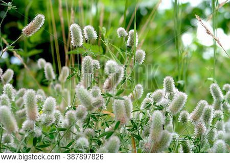 Closeup Of Beutiful Fluffy Flowers Of Rabbits Foot Or Hare's Foot Clover - Trifolium Arvense - After