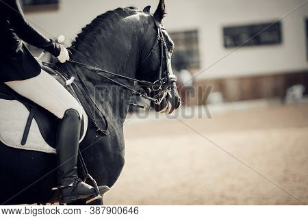 Equestrian Sport. Portrait Sports Stallion In The Double Bridle. The Leg Of The Rider In The Stirrup