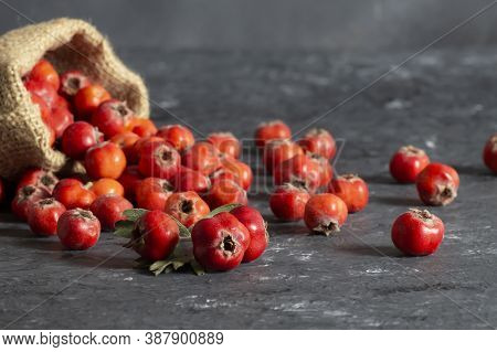 Fresh Ripe Yellow/red Hawthorn Fruits In Burlap Sack On Rustic Background. Crataegus Monogyna Berrie