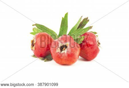 Fresh Ripe Red Hawthorn Fruits Isolated On White Background. Crataegus Monogyna Berries, Healthy Foo