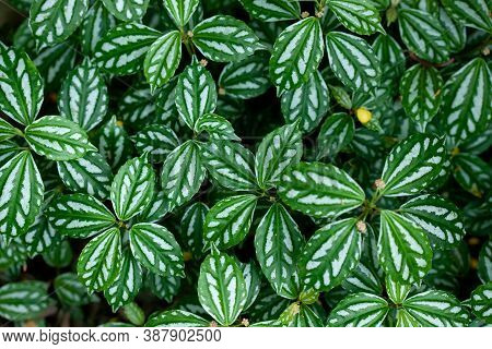 Natural Green Background.of  Plant Pilea Cadierei (alumnium Plant).