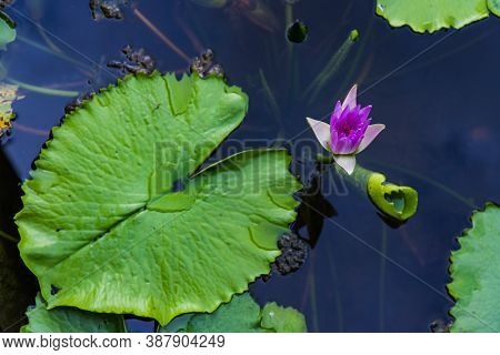 Pink Color Blooming Water Lily And Lotus Flower (nymphaea Alba, Nymphaea Lotus) With Selective Focus