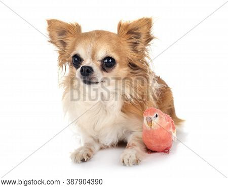 Bourke Parrot And Chihuahua In Front Of White Background