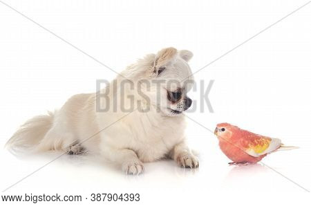 Bourke Parrot And Chihuahua In Front Of White Background
