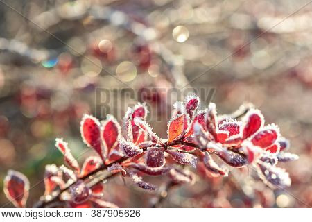 Berberry Bush Branch With Red Leaves Covered With Hoarfrost