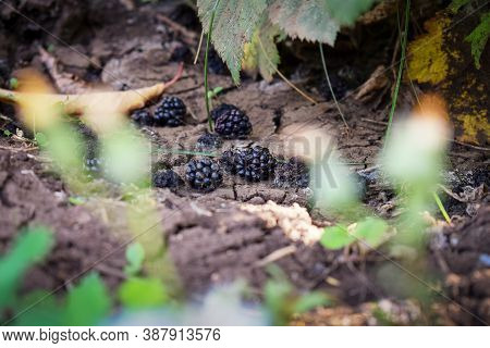 Ripe Blackberies On The Ground Under A Bush