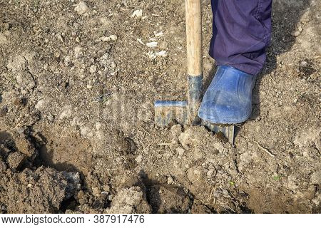 Preparing Organic Garden For Spring Planting Vegetables. Diggin Soil With Shovel In Vegetable Garden