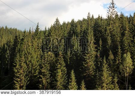 Forest Of Conifers In The Mountains - Trees In The Mountains