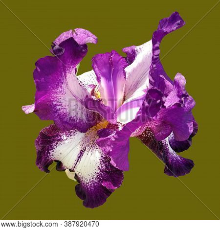 Close-up Of A Single Purple And White Bearded Iris Iridaceae Flower Isolated On Hakki Background.