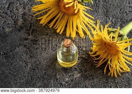 A Bottle Of Essential Oil With Fresh Elecampane, Or Inula Helenium Flowers