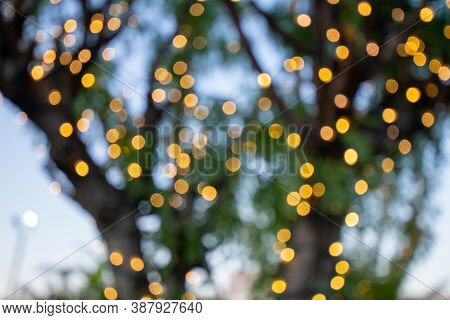 Out Of Focus Christmals Lights On A Small Tree To Create Bokeh