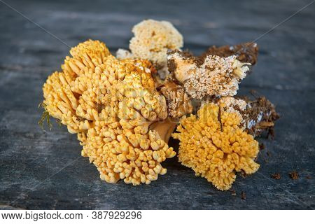 Edible Mushroom Ramaria Flava On The Background Of An Old Wooden Table Close-up.