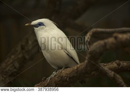 The Bali Myna (leucopsar Rothschildi) In Zoo.