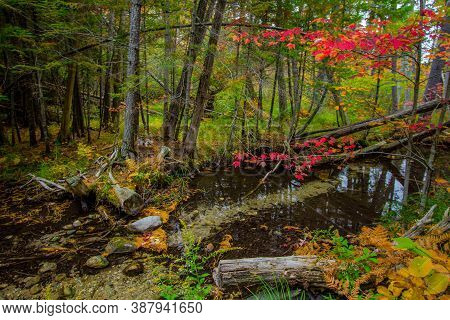 Autumn Forest Landscape. Stream Through A Forest With Fall Foliage In Northern Michigan At Hartwick 