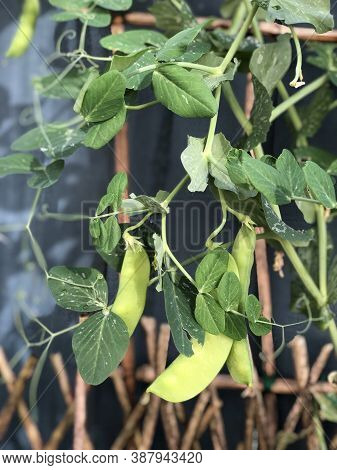 Photo Of The Plant, Snow Pea, Chinese Pea Or Pois Mangetout, An Edible-pod Pea With Flat Pods And Th