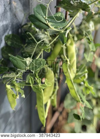 Photo Of The Plant, Snow Pea, Chinese Pea Or Pois Mangetout, An Edible-pod Pea With Flat Pods And Th