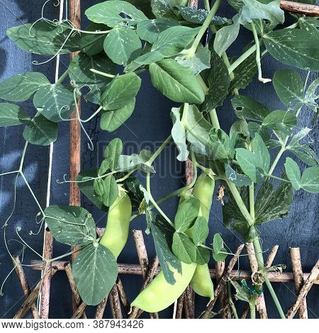 Photo Of The Plant, Snow Pea, Chinese Pea Or Pois Mangetout, An Edible-pod Pea With Flat Pods And Th