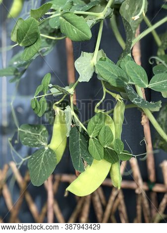 Photo Of The Plant, Snow Pea, Chinese Pea Or Pois Mangetout, An Edible-pod Pea With Flat Pods And Th