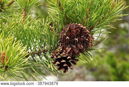 Lodgepole Pine (pinus Contorta) Cones In Beartooth Mountains, Montana