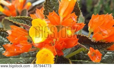 Yellow And Orange Wild Flowers That Grow Around The House
