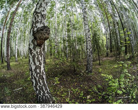 Mushroom With The Latin Name Inonotus Obliquus Grew On Birch, Fish-eye